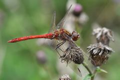 Sympetrum vulgatum